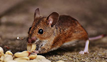24 Hour & Emergency Exterminators in Hurley, MO